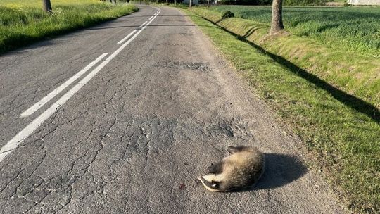 Ciężarna borsuczyca zabita na drodze. Kierowco! Uważaj na dzikie zwierzęta na drodze!