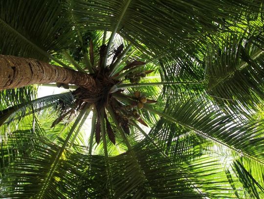 1 lutego 2026 r. - Ważny dzień w kalendarzu. Międzynarodowy Dzień bez Oleju Palmowego