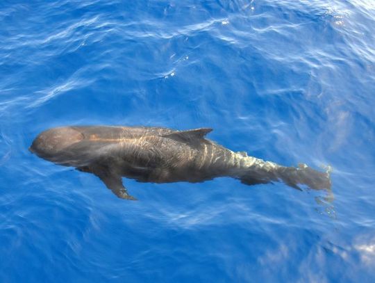 15 lutego 2026 r. - Ważny dzień w kalendarzu. Światowy Dzień Wielorybów 15 lutego 2026 r. - Ważny dzień w kalendarzu. Światowy Dzień Wielorybów