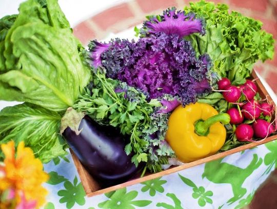 16 czerwca 2025 r. - Ważny dzień w kalendarzu. Dzień Jedzenia Warzyw (National Eat Your Vegetables Day)