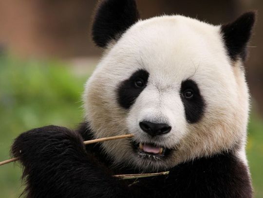 16 Marca 2026 r. - Ważny dzień w kalendarzu. Światowy Dzień Pandy