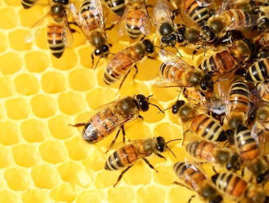 20 maja 2025 r. - Ważny dzień w kalendarzu. Światowy Dzień Pszczół