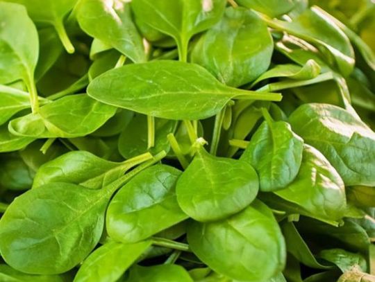 26 Marca 2026 r. - Ważny dzień w kalendarzu. Międzynarodowy Dzień Szpinaku