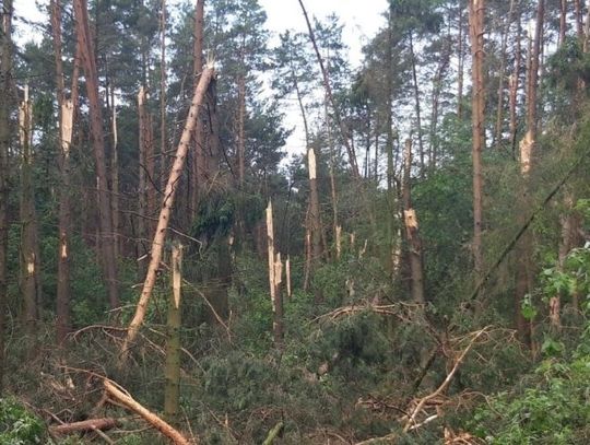 Burze nad powiatem kwidzyńskim Podtopienia i powalone drzewa