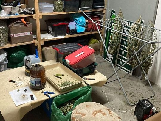 Garażowa produkcja marihuany