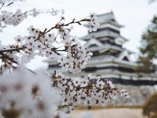 Japonia - podróż pełna kontrastów i niesamowitych odkryć