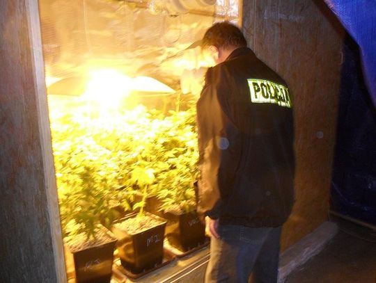 Konopie wyskoczyły w garażu. Plantacyjna działeczka na działki.