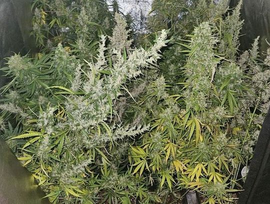 Nielegalna plantacja marihuany. Wyhodowane krzaczki narkotykowe sięgały 120 cm