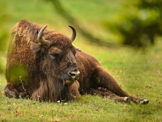 Ogród Zoologiczny Bydgoszcz – atrakcje, cennik, godziny otwarcia