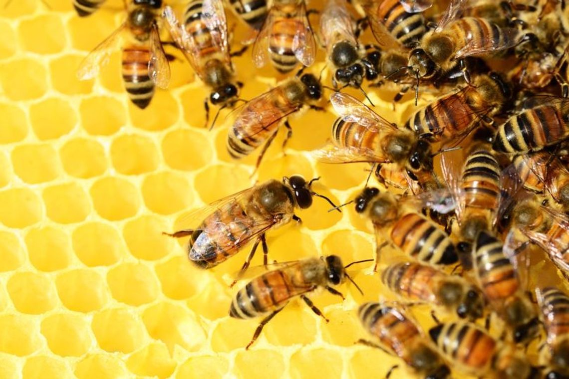 20 maja 2025 r. - Ważny dzień w kalendarzu. Światowy Dzień Pszczół