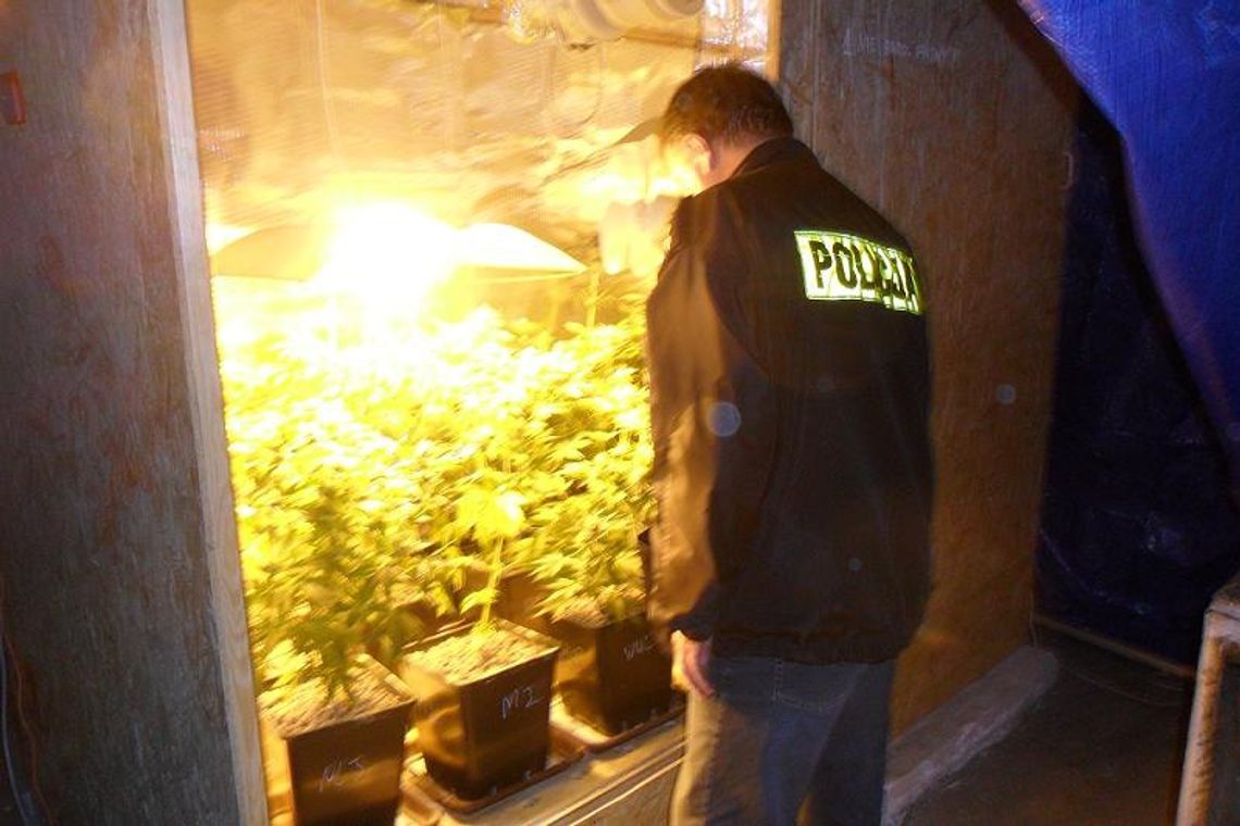 Konopie wyskoczyły w garażu. Plantacyjna działeczka na działki.