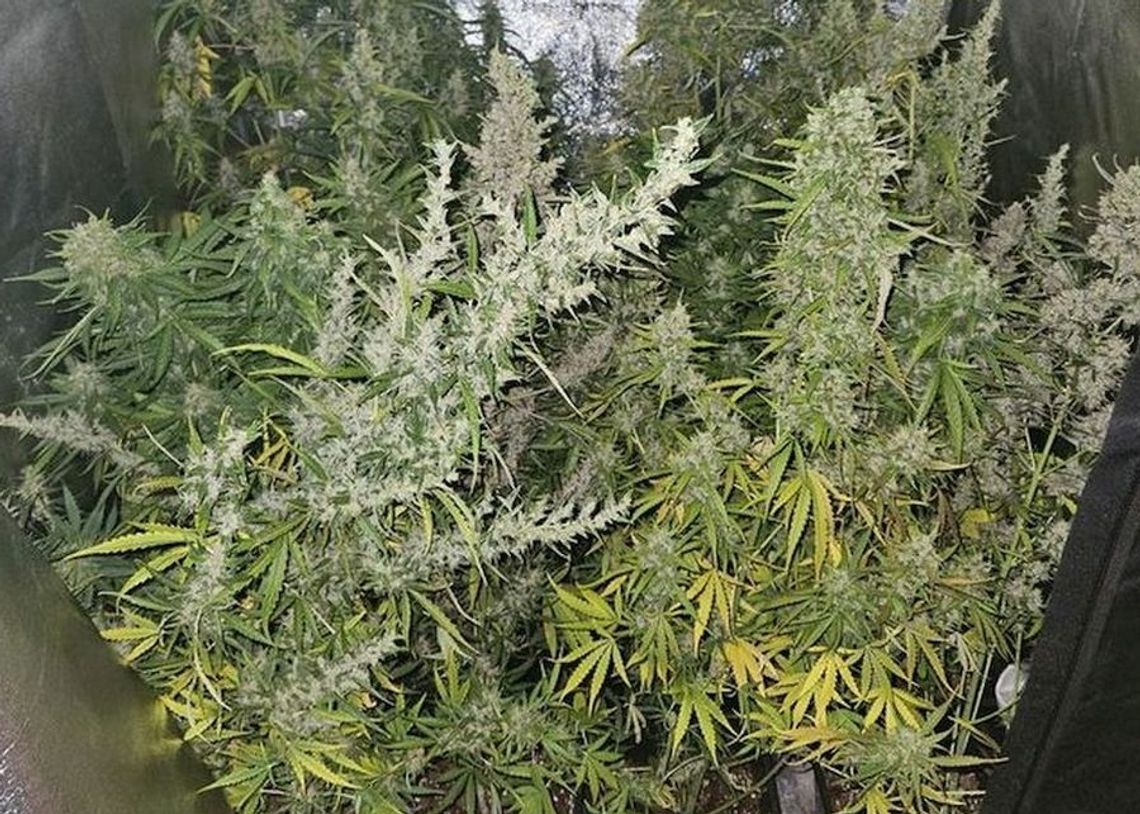 Nielegalna plantacja marihuany. Wyhodowane krzaczki narkotykowe sięgały 120 cm