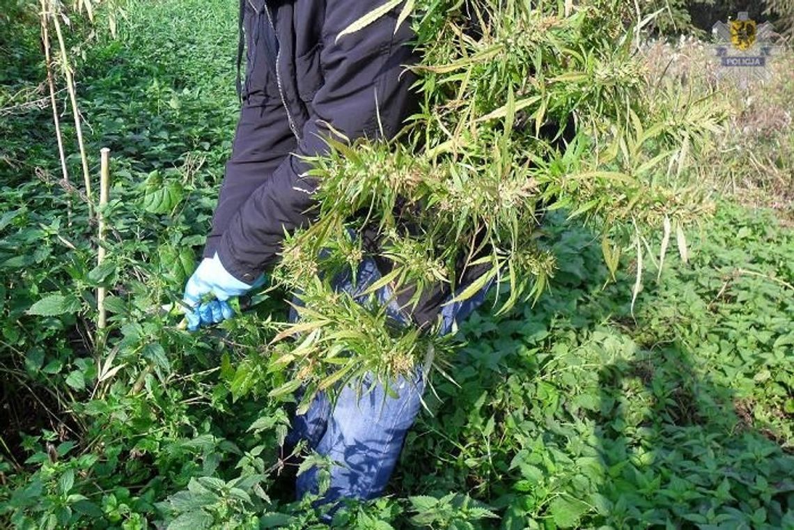  Plantacja marihuany pod lasem i pół kilo w mieszkaniu