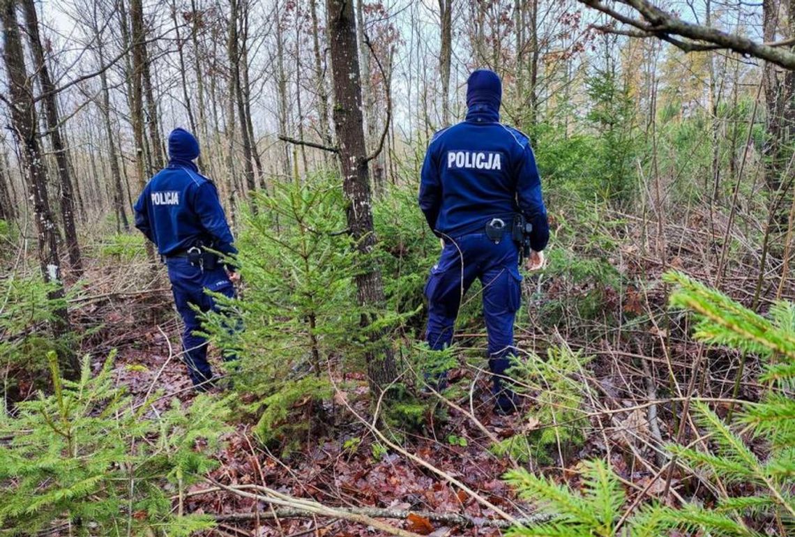 Policja rusza na kontrole. Sprawdzą legalność choinek Policja rusza na kontrole. Sprawdzą legalność choinek