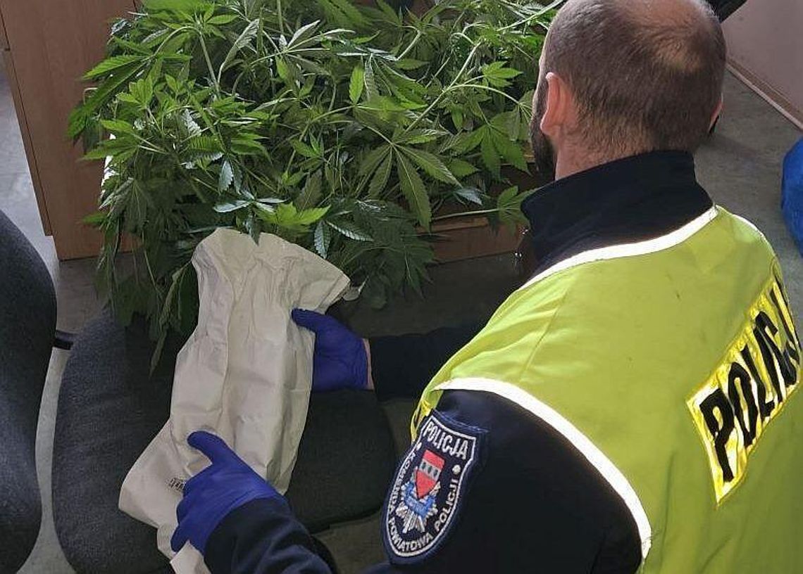 Przydomowa uprawa konopi indyjskich