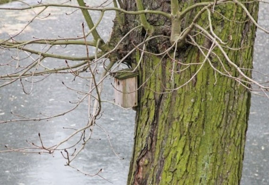 Rozdają budki lęgowe