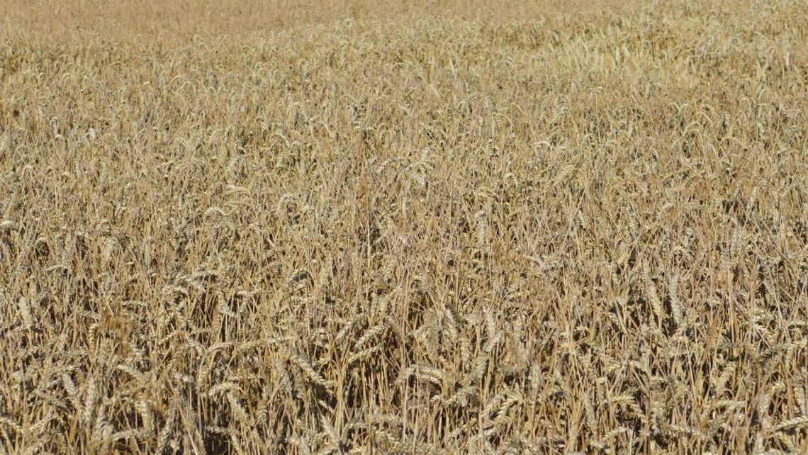 Strażacy apelują o bezpieczne żniwa