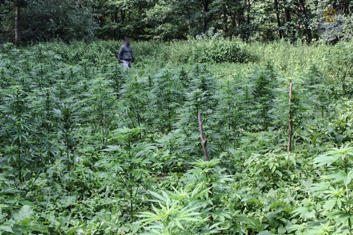 Zlikwidowano rodzinną plantację marihuany