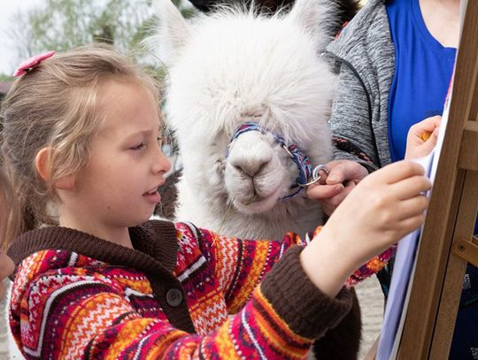 Alpaka przygląda się dzieciom, które brały udział w konkursach i zabawach. Zdjęcia: Karolina Weiss